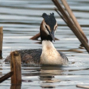 Potápka roháč (Podiceps cristatus)05